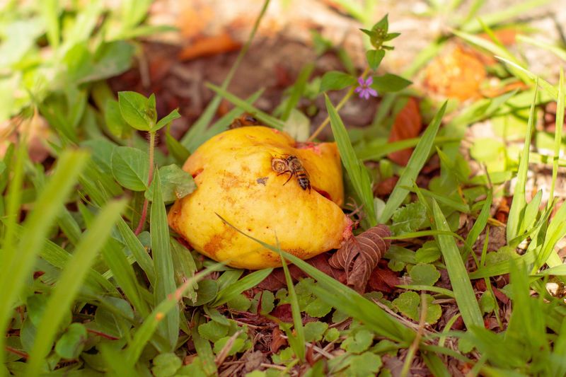 Letting Fallen Fruit Rot Under Trees