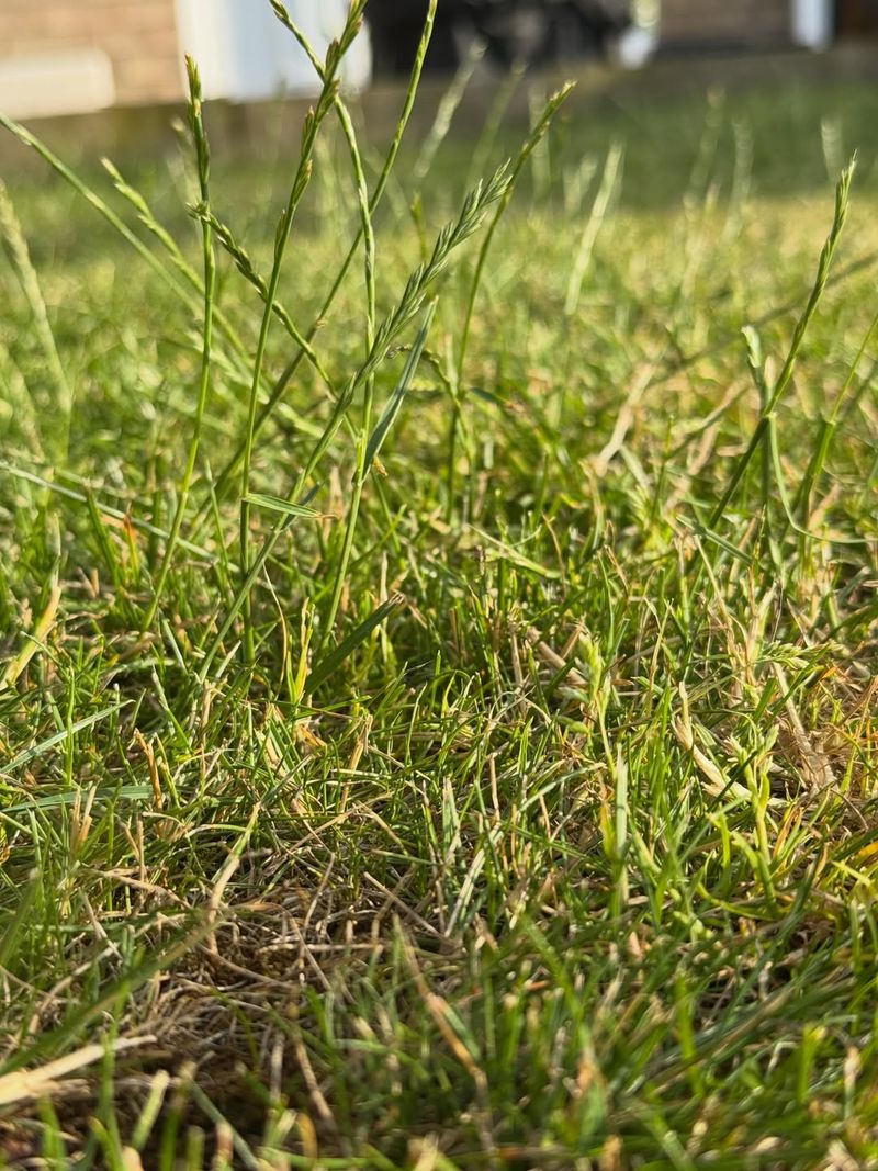 Letting Grass And Weeds Grow Too Tall