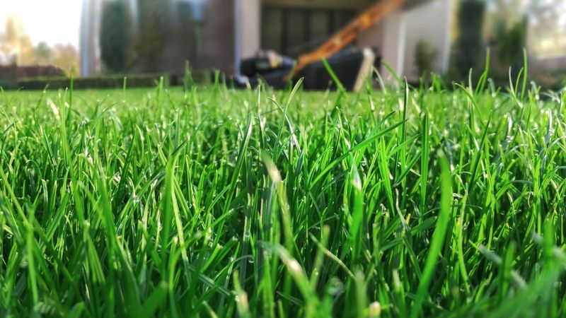 Letting Grass Grow A Bit Longer Letting Grass Grow A Bit Longer