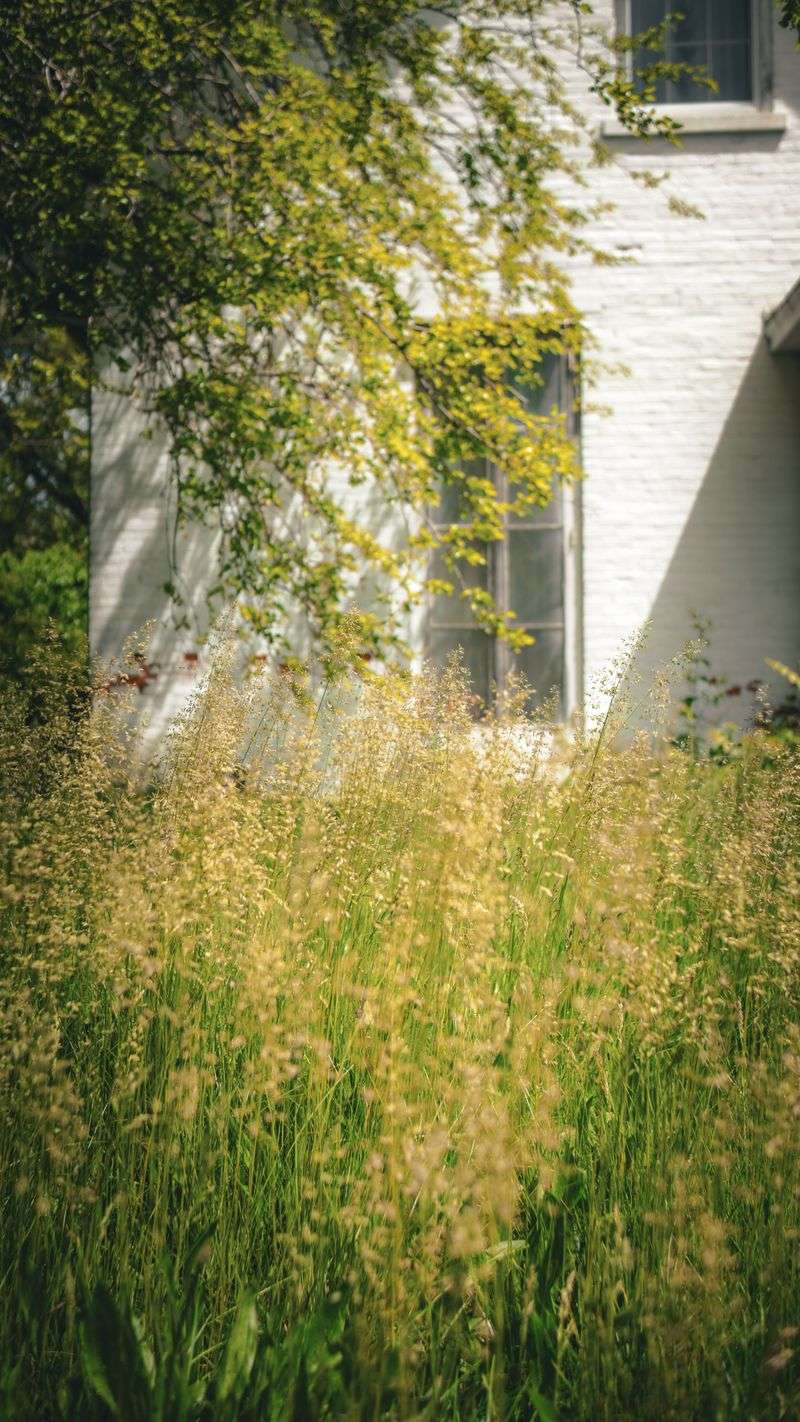 Letting Grass Grow Too Long