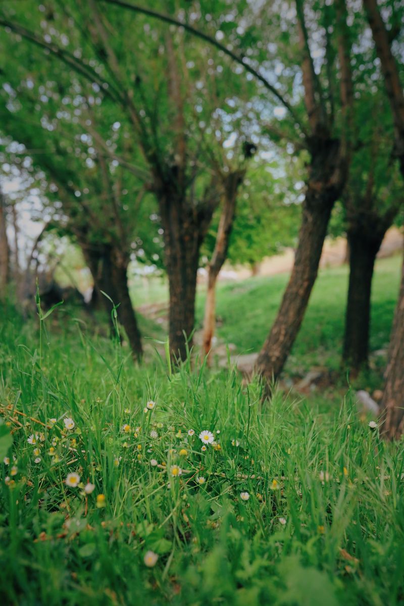 Letting Grass Grow Too Tall Near Tree Lines
