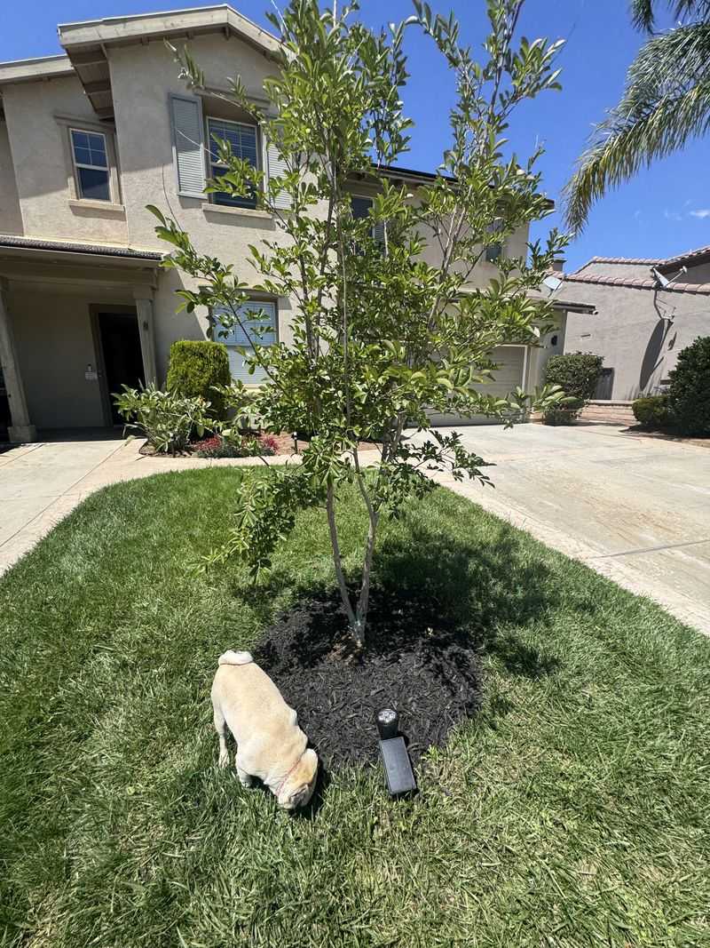 Letting Lawn Sprinklers Hit The Trunk