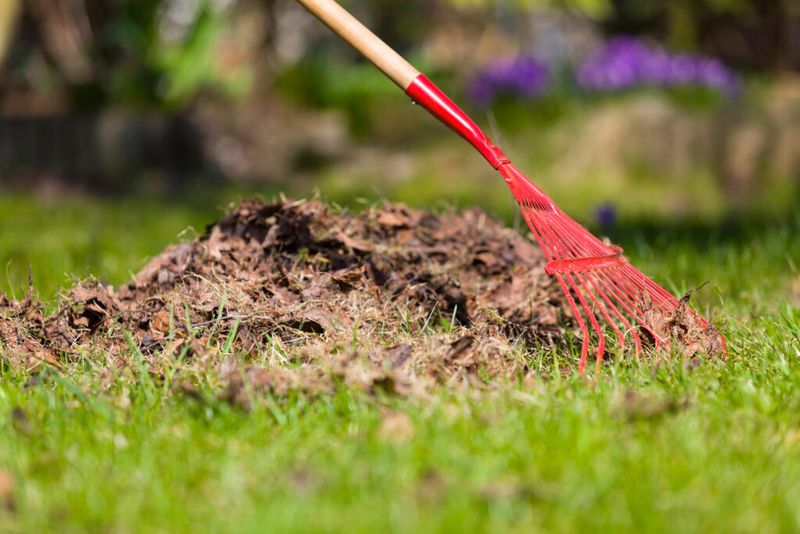 Letting Leaf Litter Build Up As Mulch Near Lawn Edges Letting Leaf Litter Build Up As Mulch Near Lawn Edges