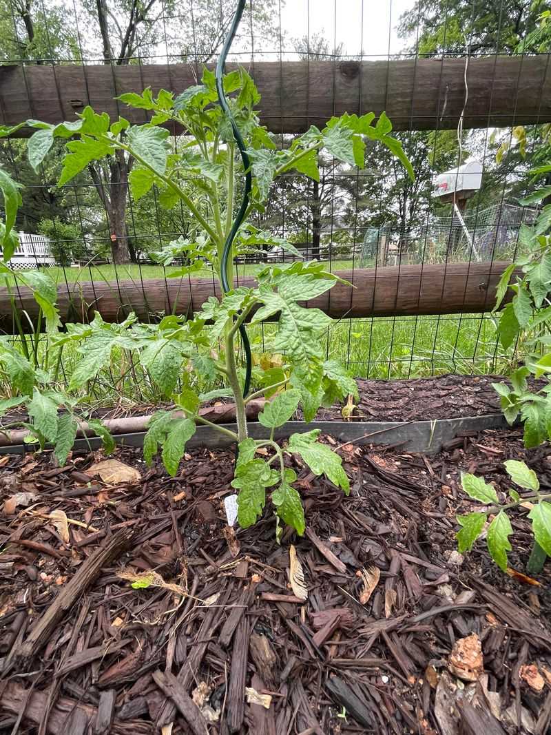 Letting Lower Leaves Touch The Soil