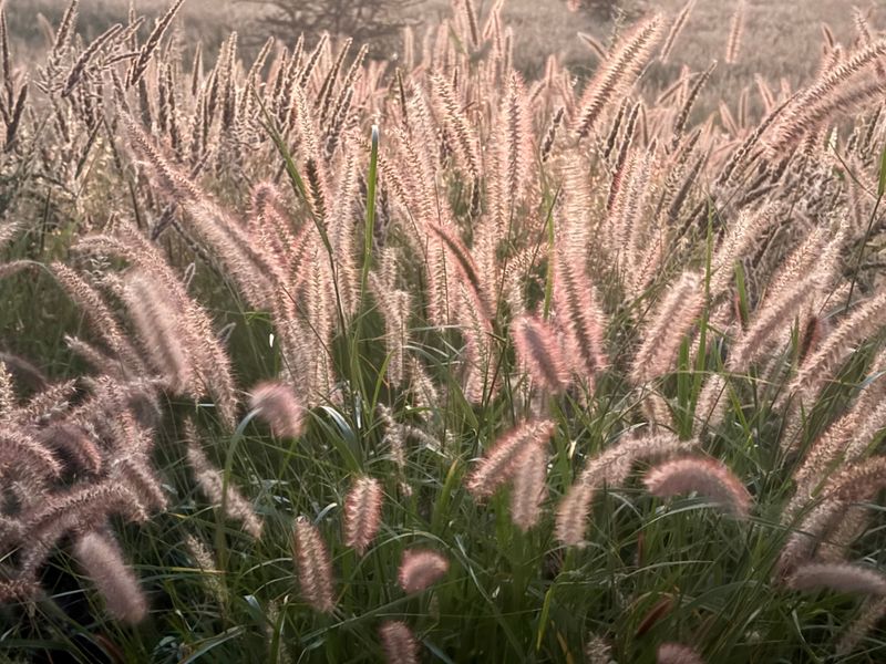 Letting Native Grasses Go To Seed Naturally Letting Native Grasses Go To Seed Naturally