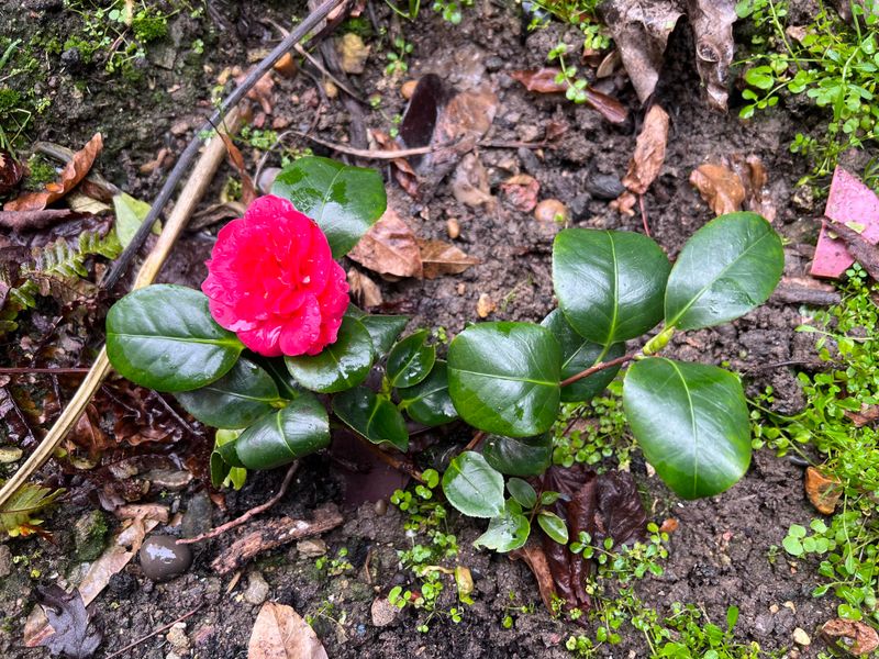 Letting New Camellias Dry Out