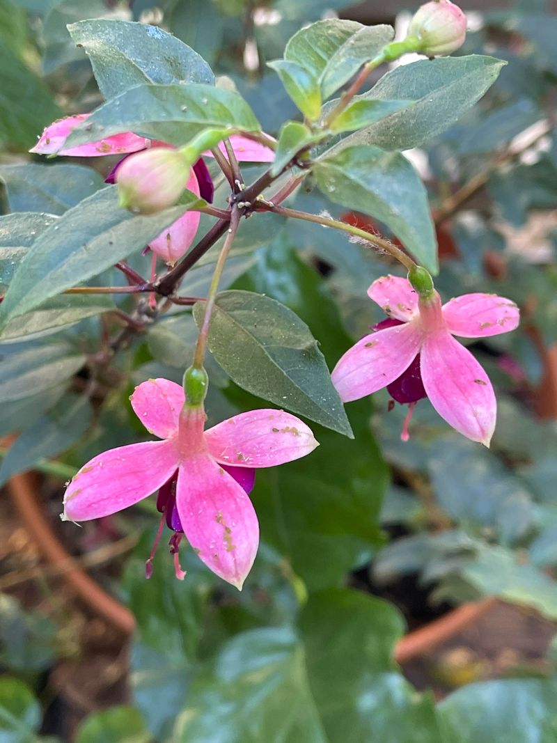 Letting Pests Go Unchecked On New Growth Letting Pests Go Unchecked On New Growth
