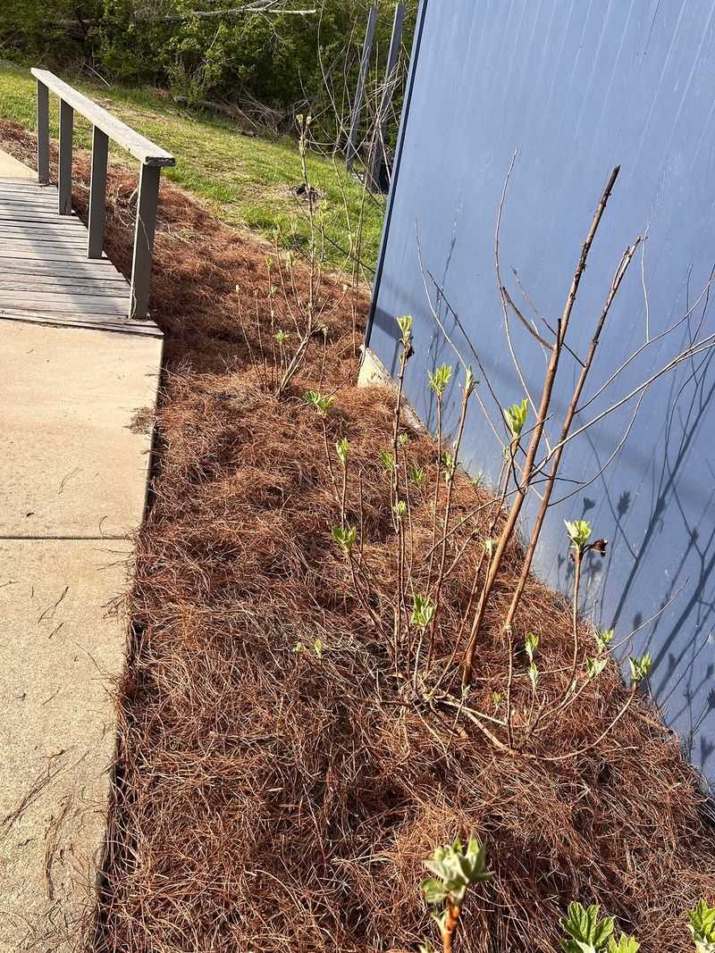 Letting Pine Straw Slide Away From Edges Invites Weeds Back