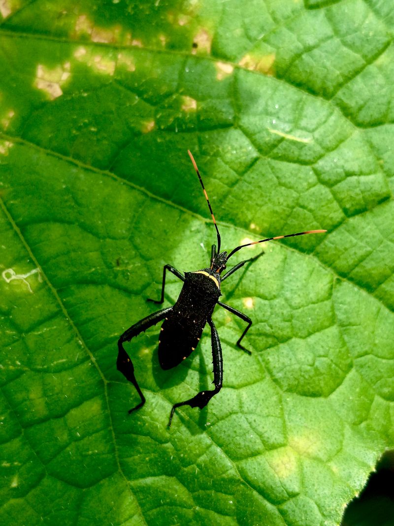 Letting Squash Bugs Go Unchecked