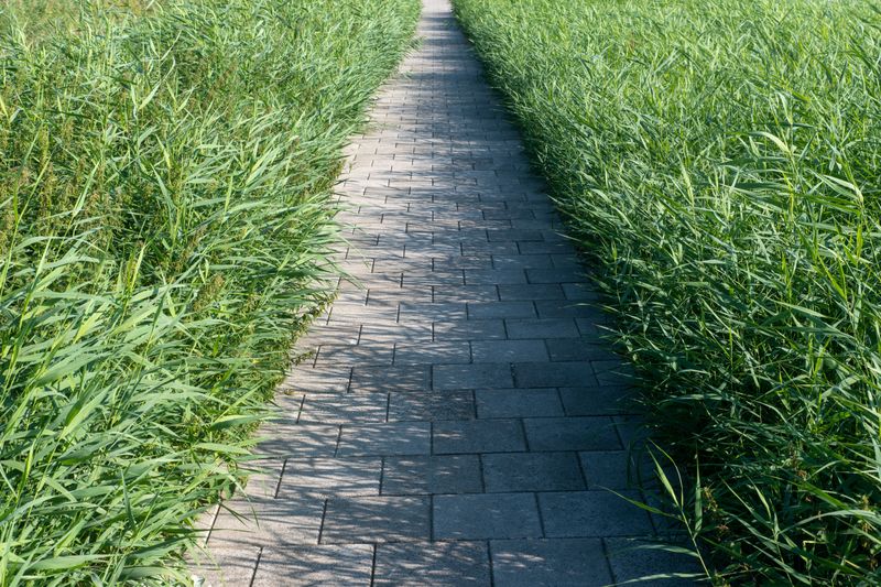 Letting Tall Weeds Line Walkways