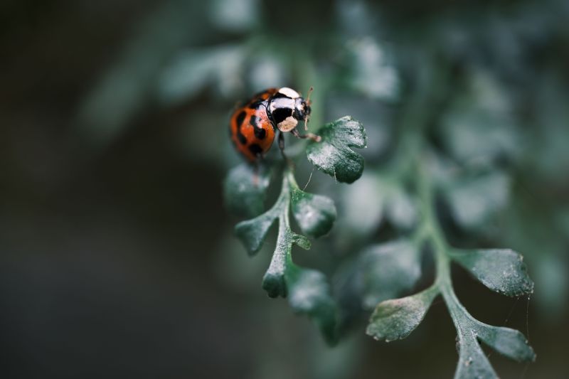 Letting Them Grow Supports Local Backyard Biodiversity Letting Them Grow Supports Local Backyard Biodiversity