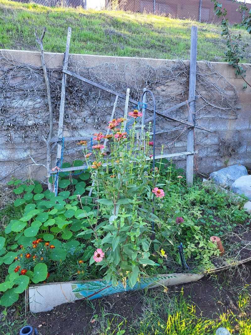 Letting Weeds Fill The Garden Edges Letting Weeds Fill The Garden Edges