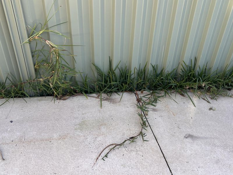 Letting Weeds Grow Along Fences Creates Shelter Letting Weeds Grow Along Fences Creates Shelter