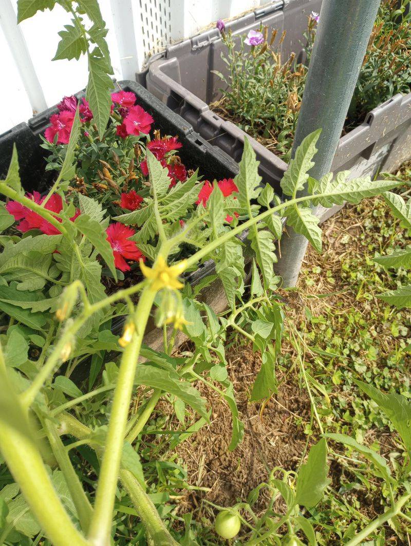 Letting Weeds Hide Under Big Plants Letting Weeds Hide Under Big Plants