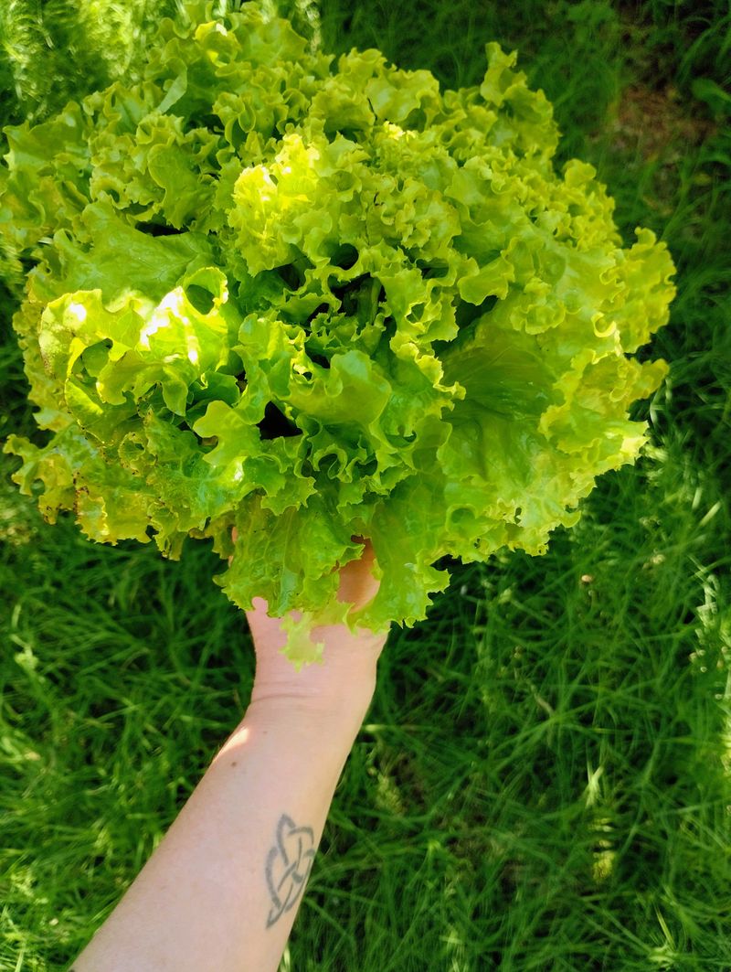Lettuce Lettuce