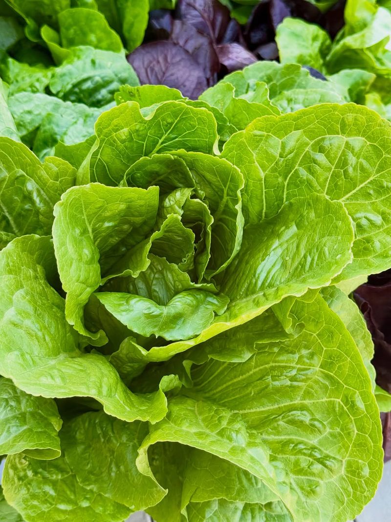 Lettuce For Fast Salads Lettuce For Fast Salads