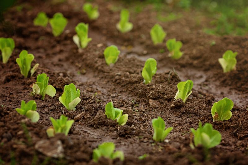 Lettuce Needs Shade And Steady Moisture