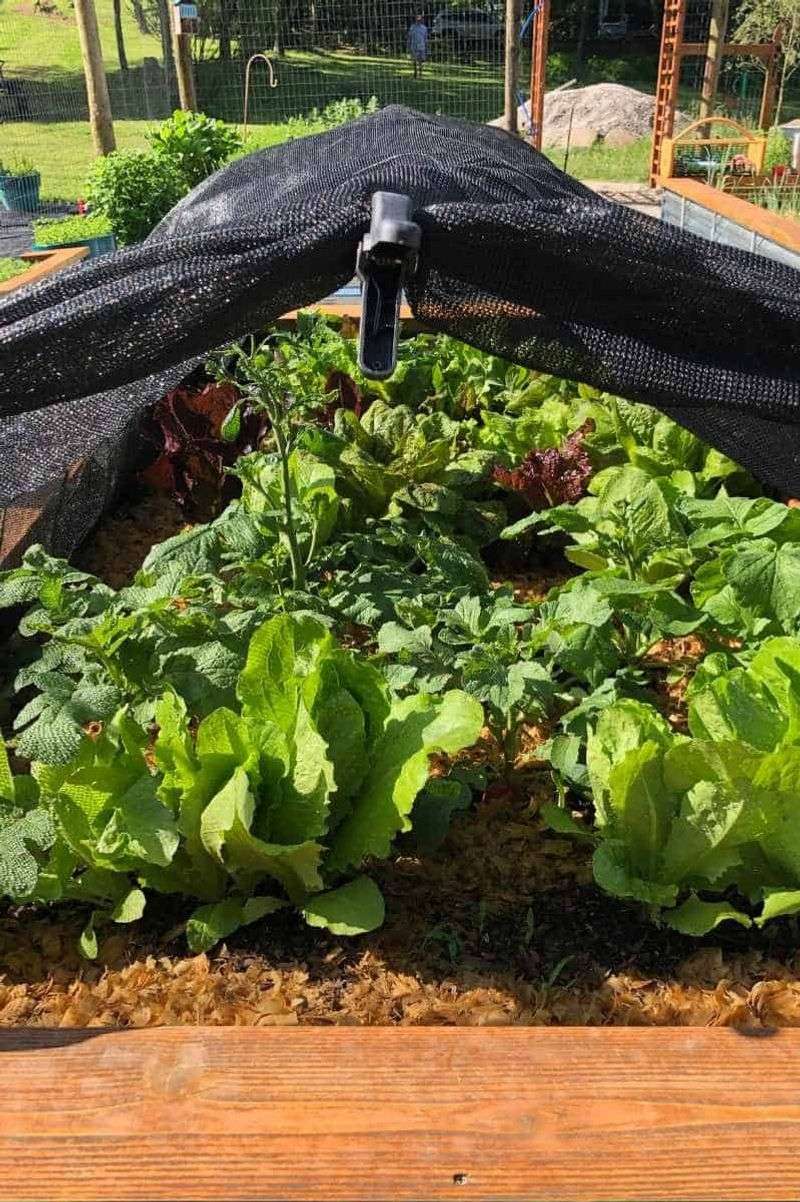 Lettuce Needs Shade Before August Lettuce Needs Shade Before August