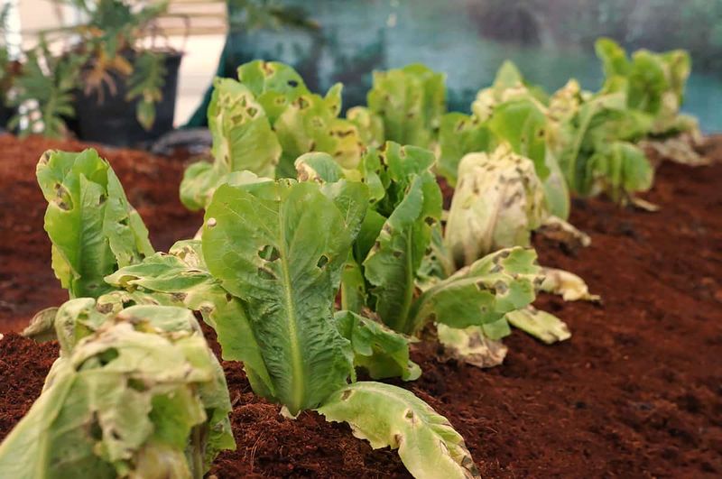 Lettuce: Too Hot To Stay Sweet