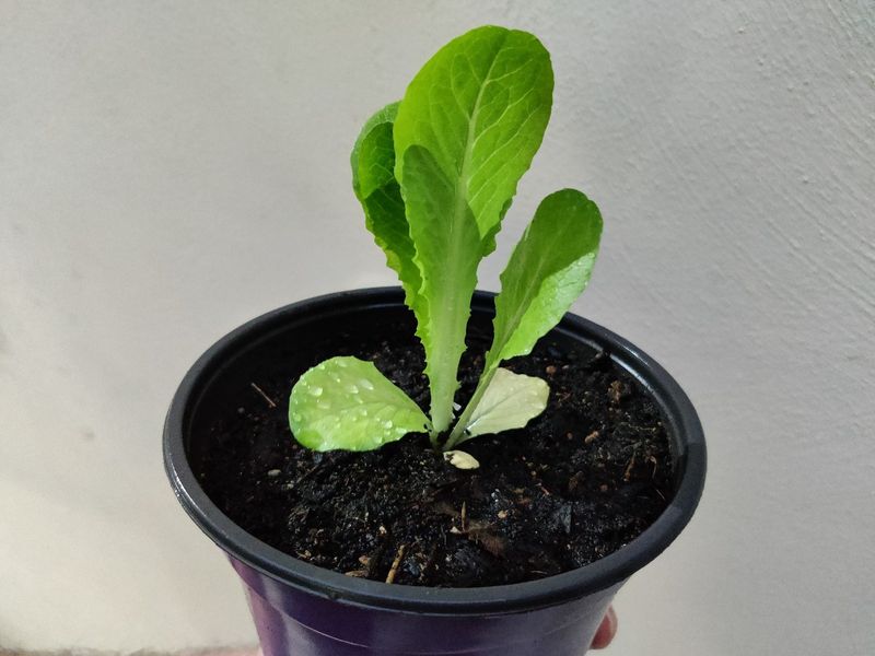 Lettuce Turns Bitter When Roots Heat Up