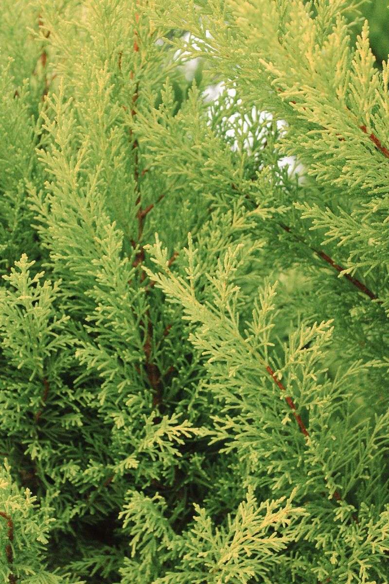 Leyland Cypress Leyland Cypress