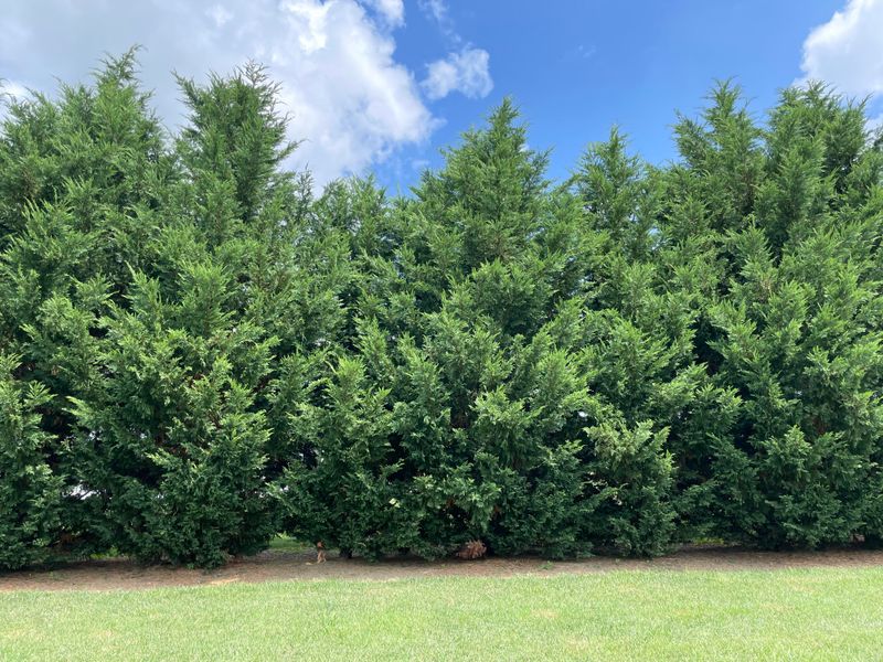 Leyland Cypress Holds Too Much Fuel
