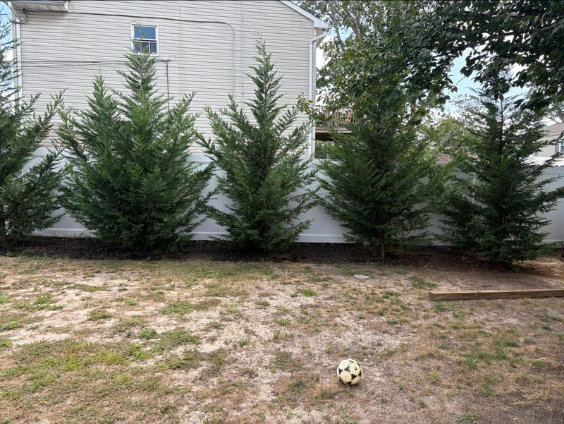 Leyland Cypress