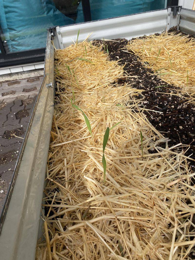 Light Colored Mulch Reflects Heat Better Than Dark Bark