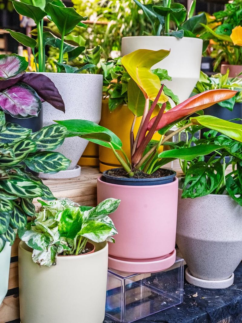 Light Colored Pots Are Safer Than Dark Pots Light Colored Pots Are Safer Than Dark Pots