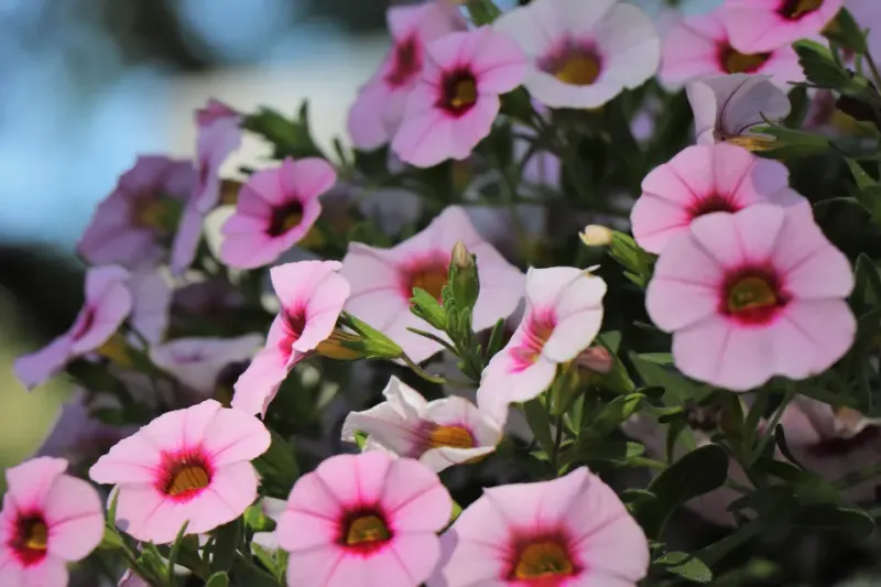 Light Feeding Keeps Blooms Coming Light Feeding Keeps Blooms Coming