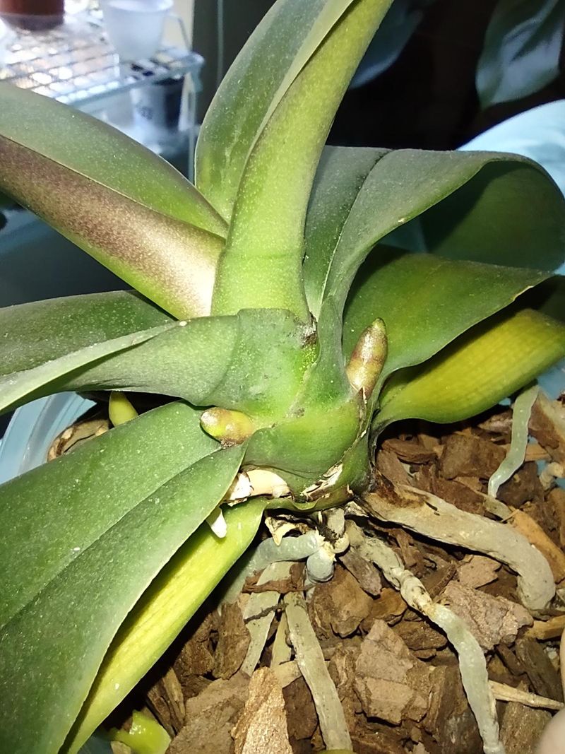 Light Feeding To Support The Next Flower Spike Light Feeding To Support The Next Flower Spike