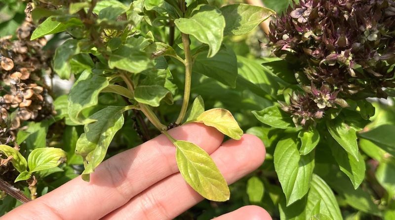 Light Harvesting Helps Basil Bounce Back