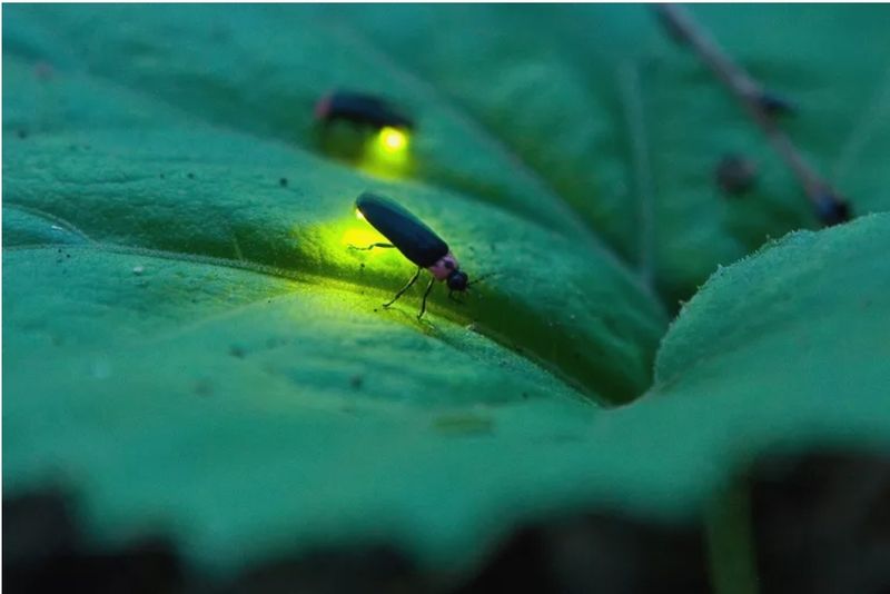Light Pollution And Its Impact On Firefly Mating Signals Light Pollution And Its Impact On Firefly Mating Signals