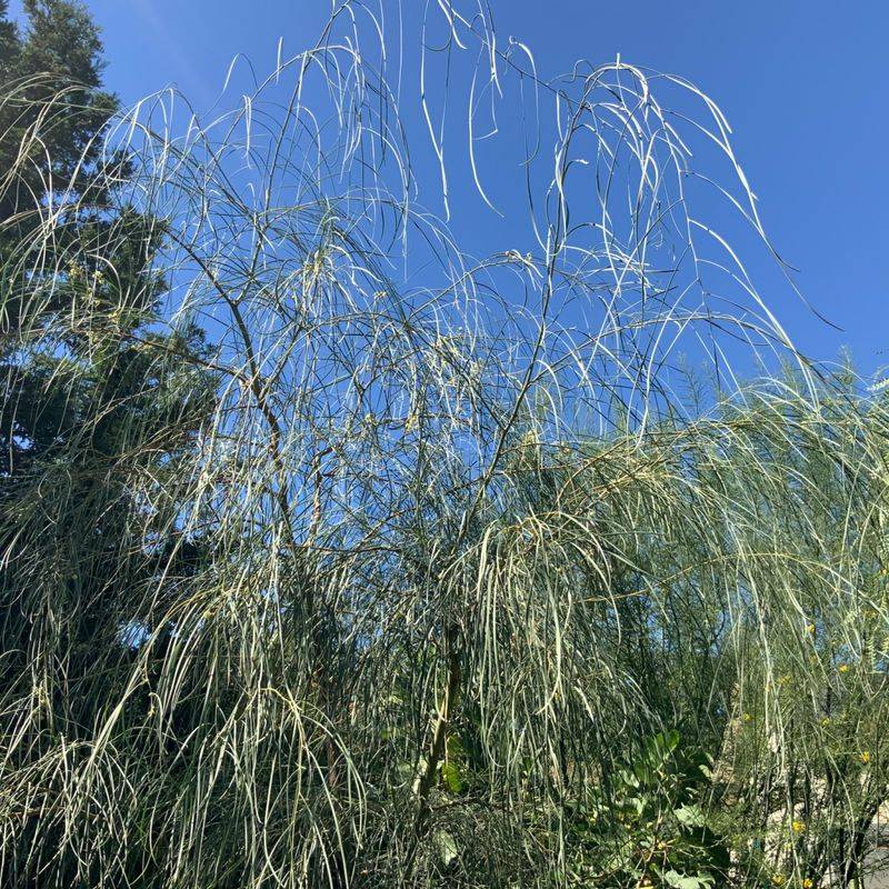 Light Pruning Creates A Fuller Screen Light Pruning Creates A Fuller Screen