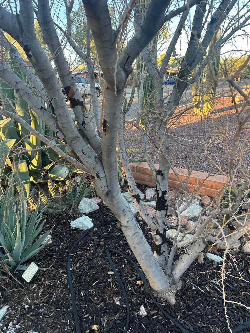 Light Pruning Keeps Its Natural Shape Light Pruning Keeps Its Natural Shape