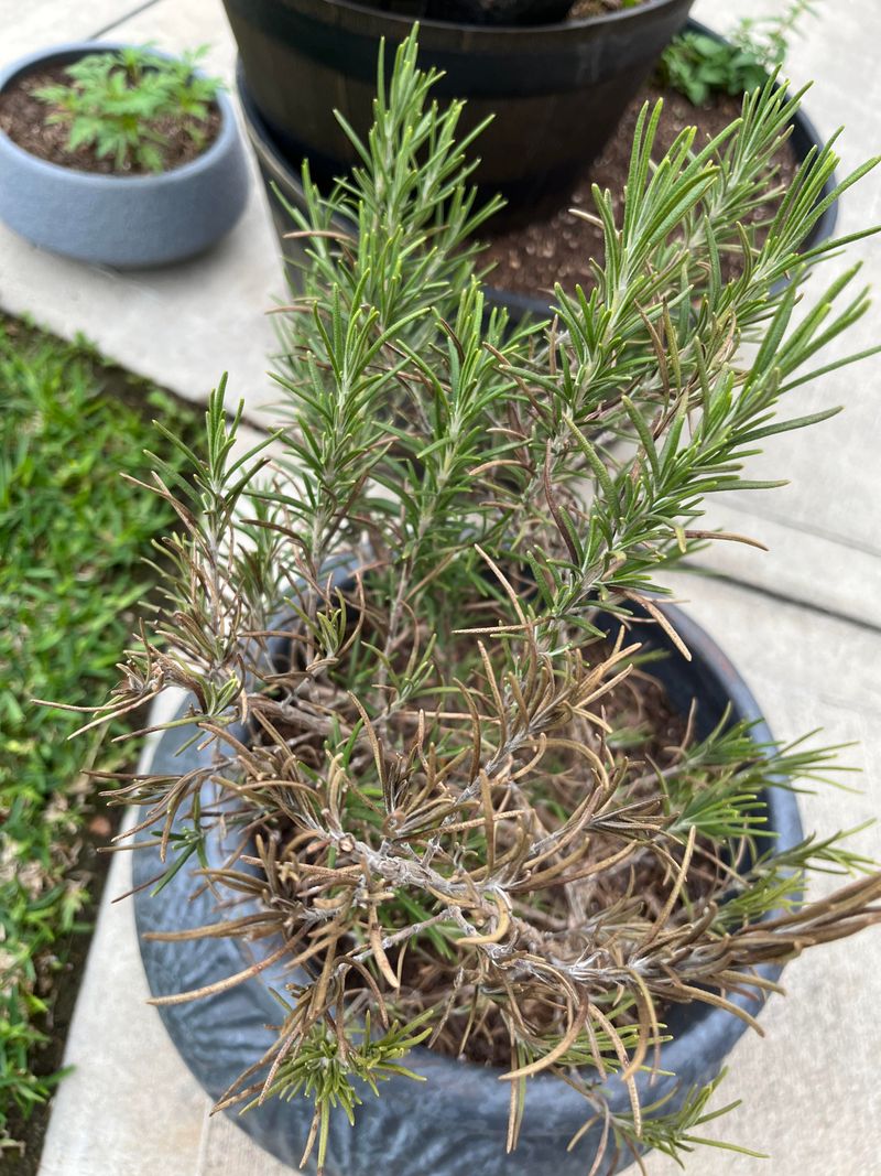 Light Pruning Keeps Rosemary Compact Light Pruning Keeps Rosemary Compact