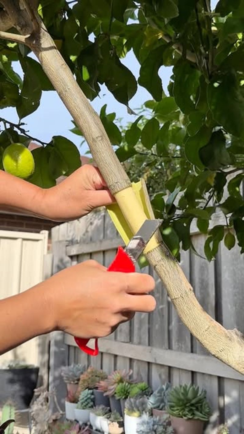 Light Pruning To Improve Airflow And Sun Exposure Light Pruning To Improve Airflow And Sun Exposure
