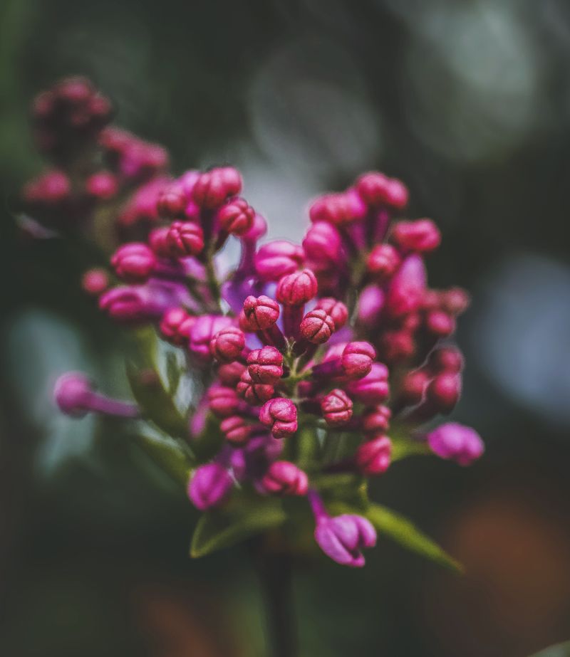 Lilac Already Holds Next Year's Buds