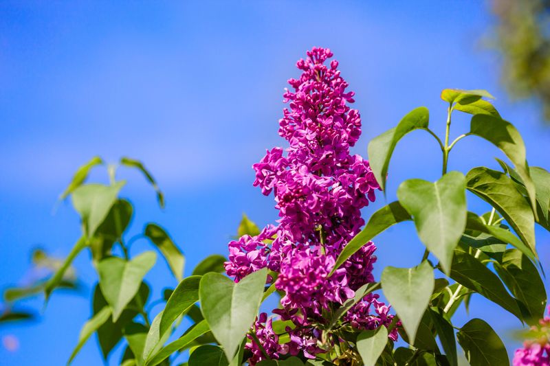 Lilac Has Already Set Next Year's Buds