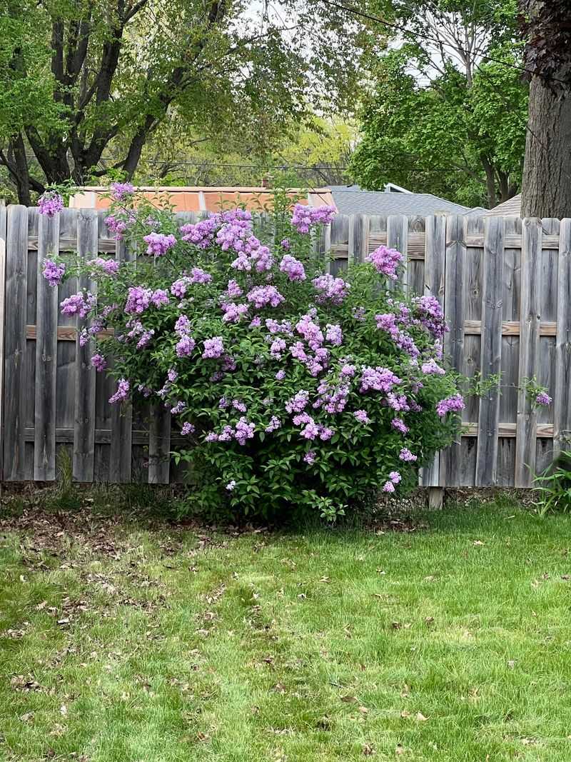Lilacs Already Set Next Year's Buds Lilacs Already Set Next Year's Buds
