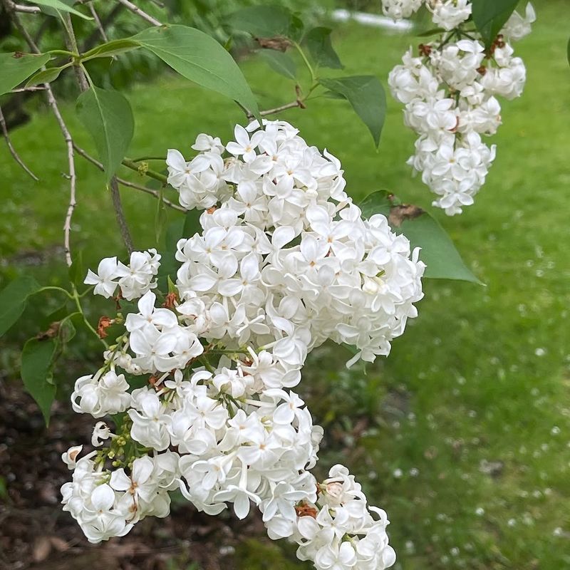 Lilacs Forsythias Weigelas And Viburnums Respond Poorly