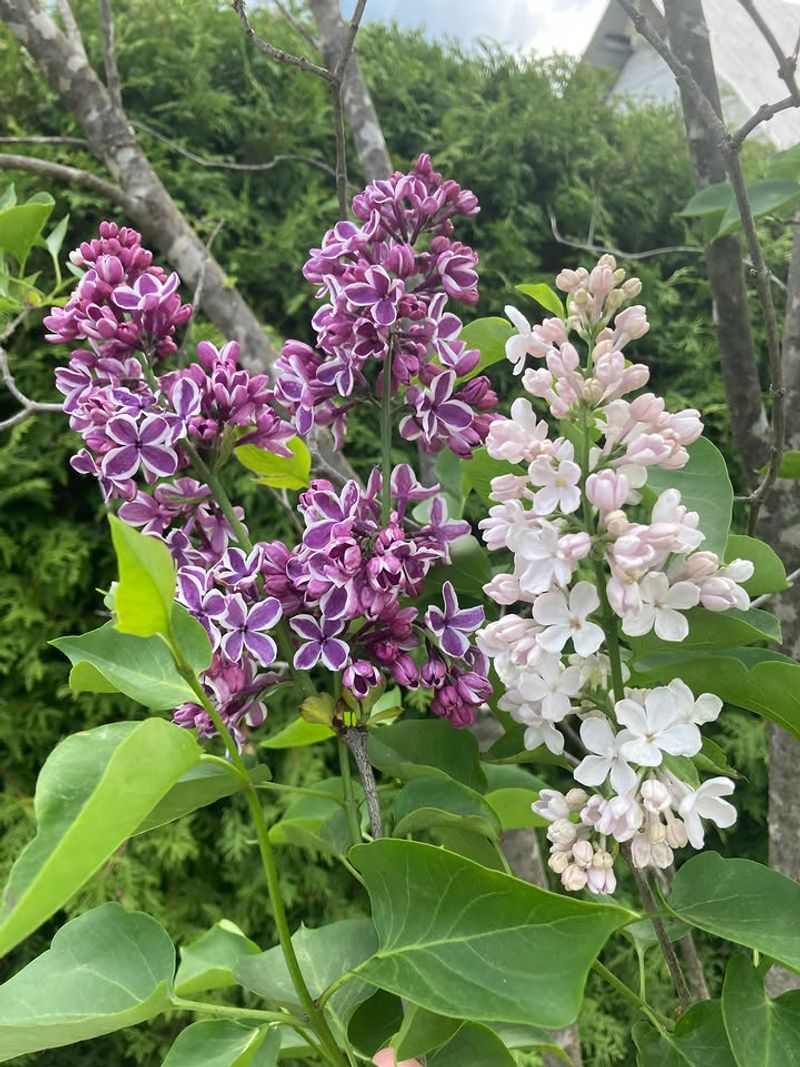 Lilacs Should Wait Until After Bloom