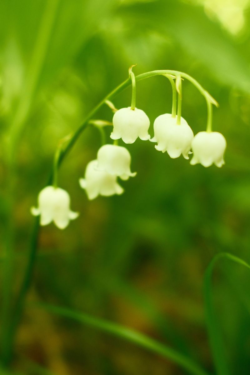 Lily Of The Valley Lily Of The Valley