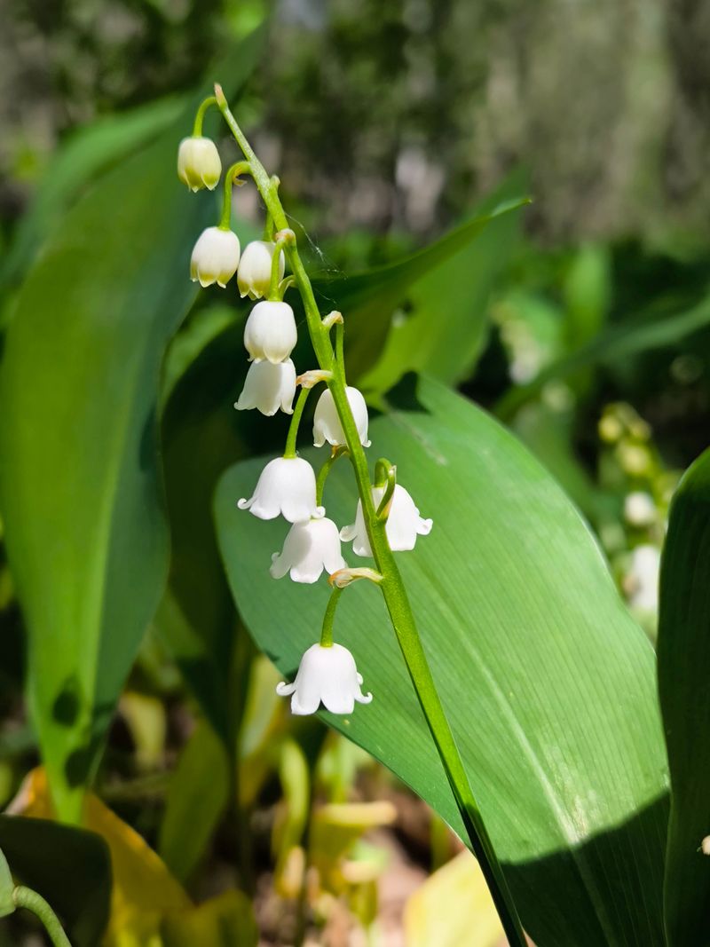 Lily-of-the-Valley (Convallaria Majalis)