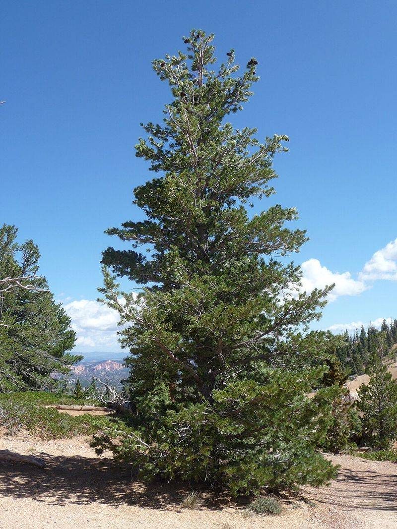 Limber Pine Limber Pine