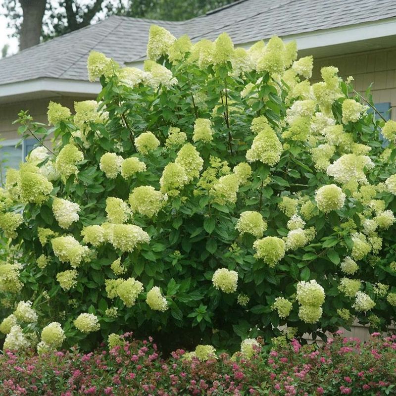 Limelight Hydrangea Holds Big August Blooms Limelight Hydrangea Holds Big August Blooms