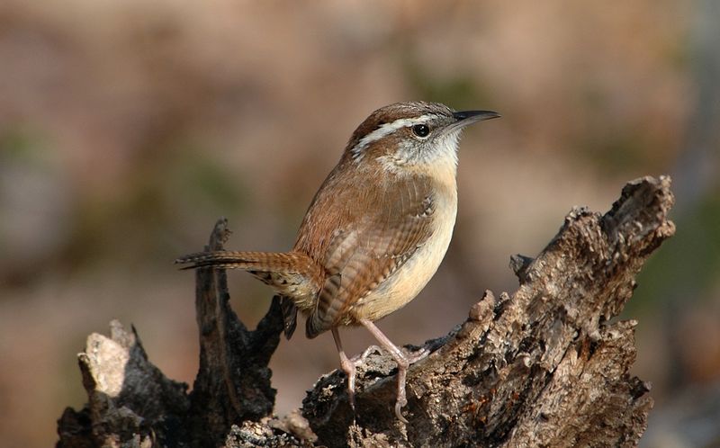 Limited Disturbance Helps Them Stay Year Round Limited Disturbance Helps Them Stay Year Round