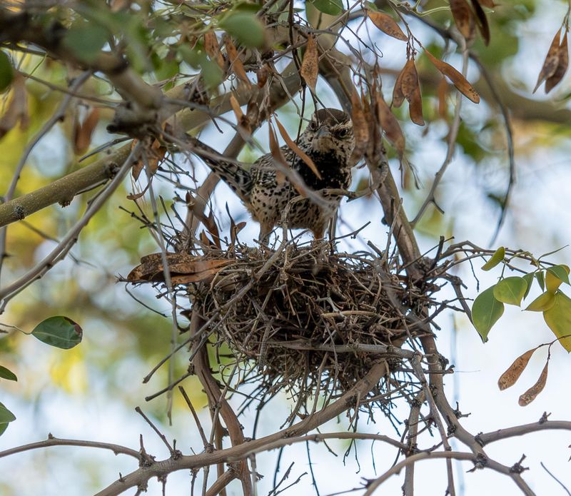 Limited Yard Disturbance During Nesting Season