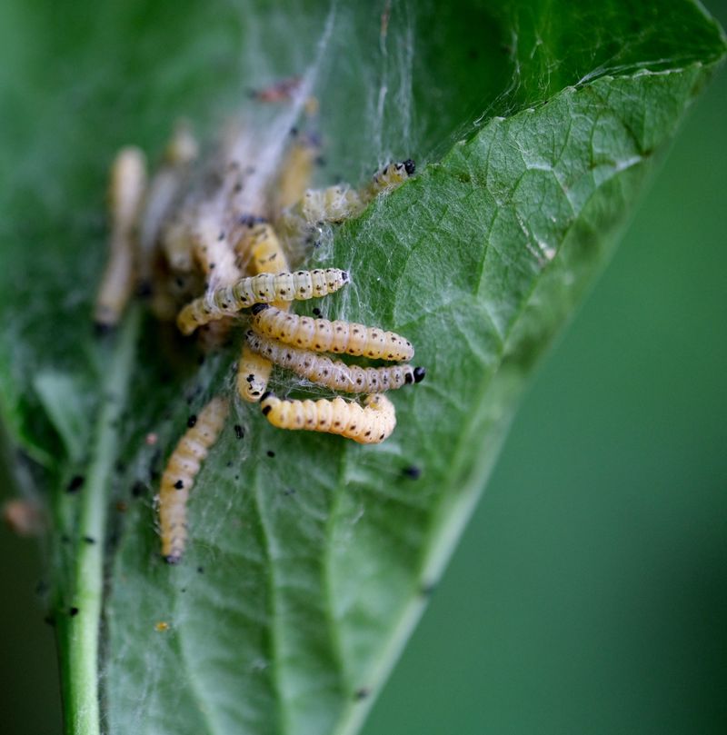 Limiting Pest Larvae Protects New Seedlings Later