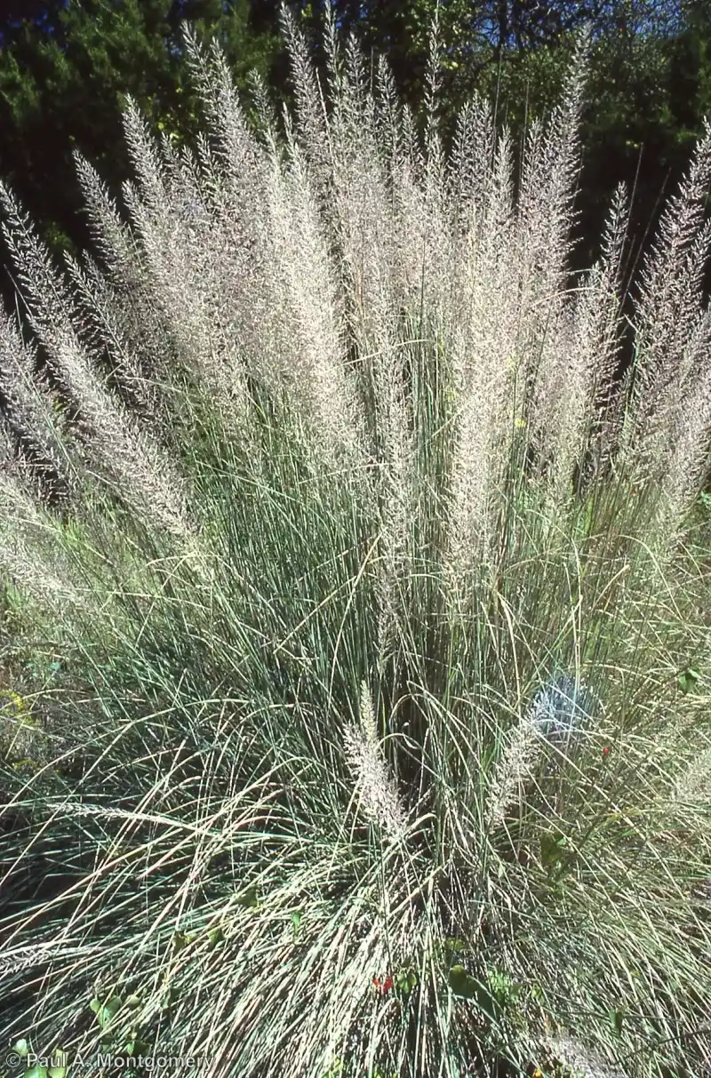 Lindheimer Muhly For Native Grass Texture Lindheimer Muhly For Native Grass Texture